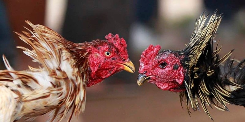 Giới thiệu đá gà trực tiếp c4